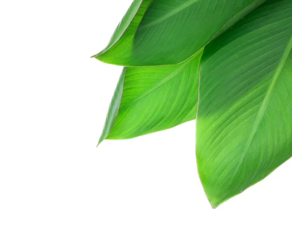 Green Banana Leaves White Background — Stock Photo, Image