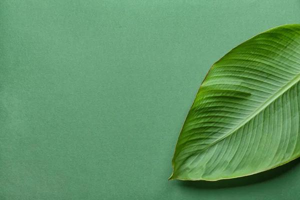Green Banana Leaf Color Background — Stock Photo, Image