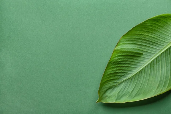 Gröna Bananblad Färg Bakgrund — Stockfoto