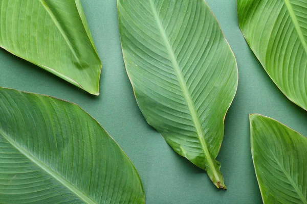 Green Banana Leaves Color Background — Stock Photo, Image