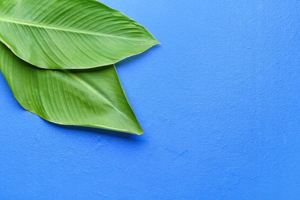 Green Banana Leaves Color Background — Stock Photo, Image