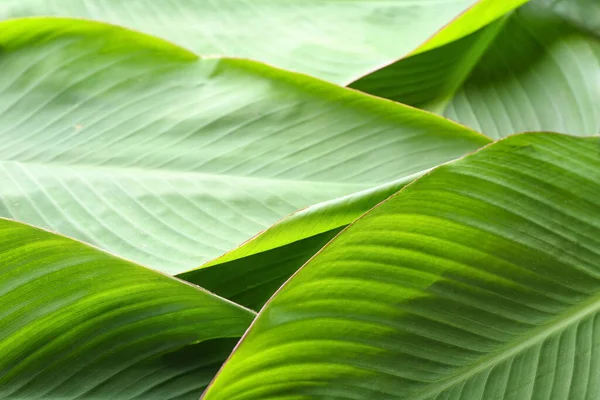 Green Banana Leaves Background Closeup — Stock Photo, Image