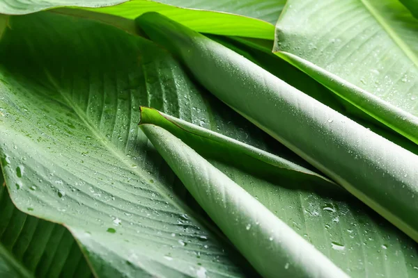 Green Banana Leaves Water Drops Background Closeup — Stock Photo, Image