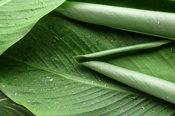 Green Banana Leaves Water Drops Background Closeup — Stock Photo, Image