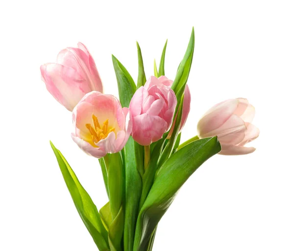 Piękne Kwiaty Tulipan Białym Tle — Zdjęcie stockowe