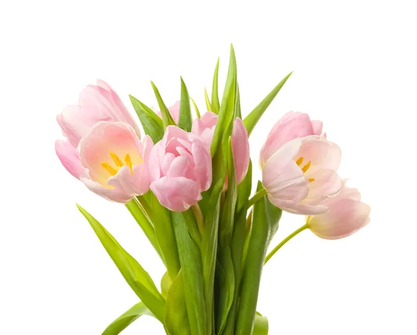 Beautiful Tulip Flowers White Background — Stock Photo, Image