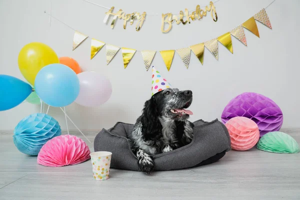 Lindo Perro Celebrando Cumpleaños Casa — Foto de Stock