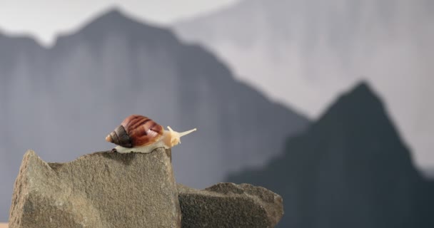 巨蟹在岩石上爬行 — 图库视频影像