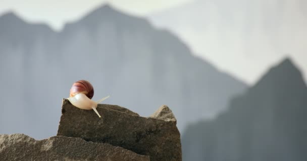 岩の上に巨大なアチャチーナカタツムリ — ストック動画