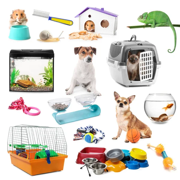 Collage Diversi Animali Accessori Animali Domestici Sfondo Bianco — Foto Stock