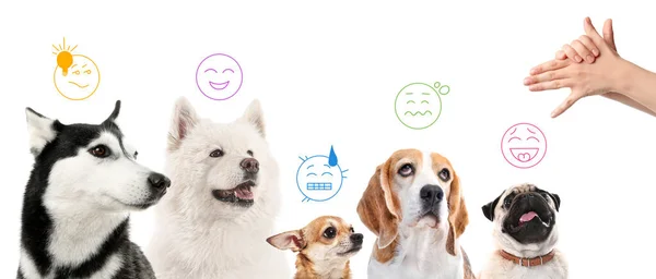 Diferentes Cães Bonitos Com Emoções Atraídas Gesticulando Mãos Humanas Fundo — Fotografia de Stock