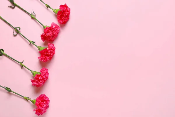 Beautiful Carnation Flowers Color Background — Stock Photo, Image