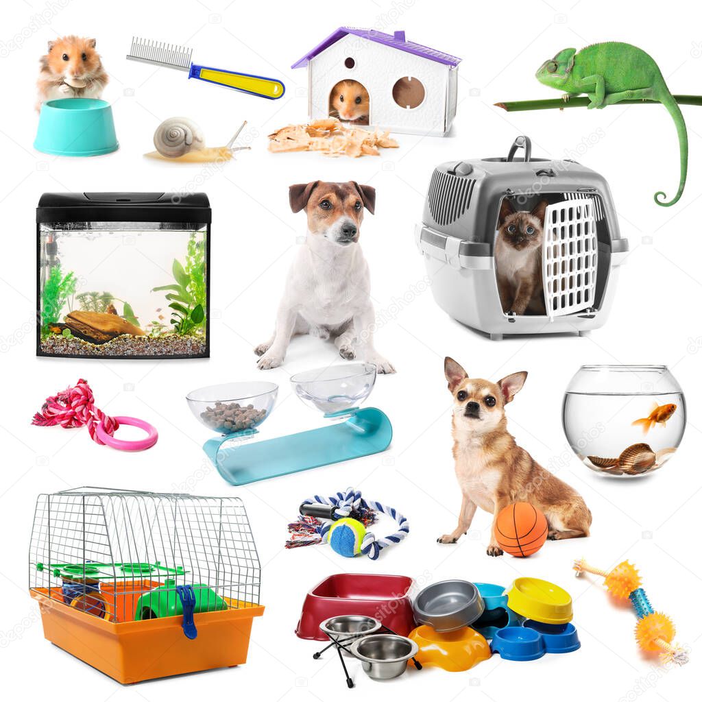 Collage of different animals and pet accessories on white background