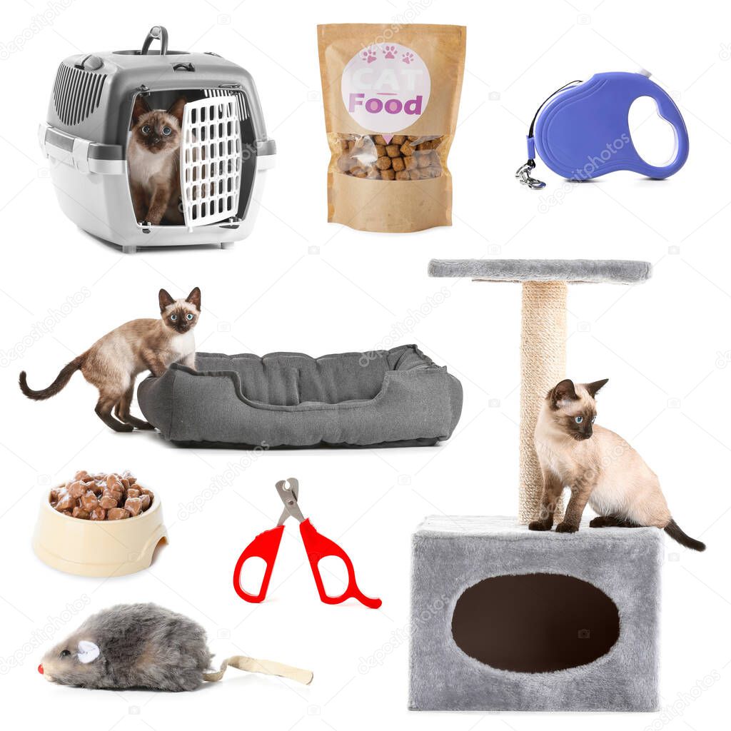 Collage of cute Thai cat and different pet accessories on white background