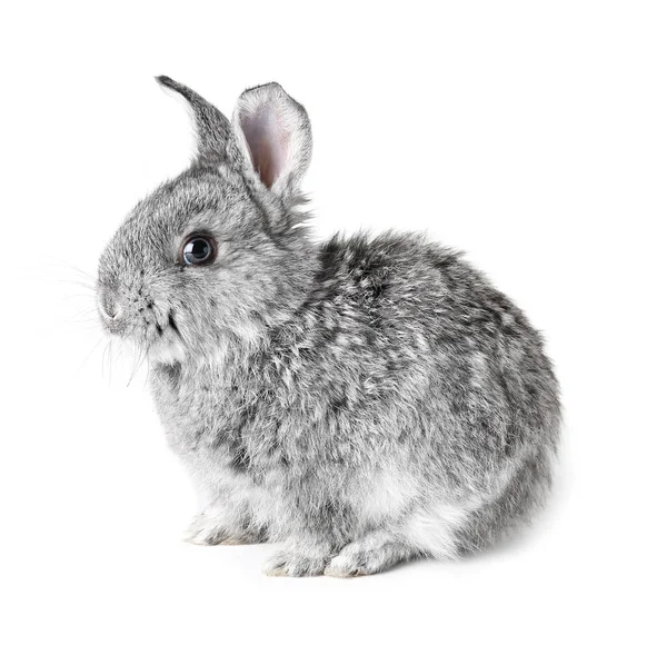 Beyaz Arka Planda Sevimli Tüylü Tavşan — Stok fotoğraf