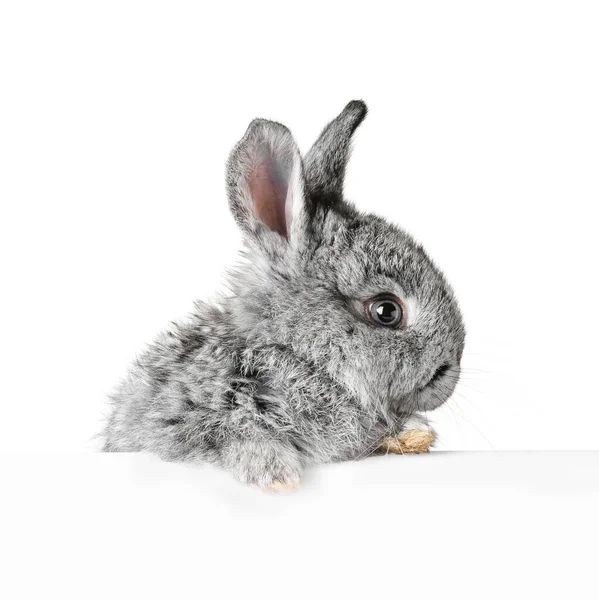 Beyaz Arka Planda Boş Posteri Olan Sevimli Tüylü Tavşan — Stok fotoğraf