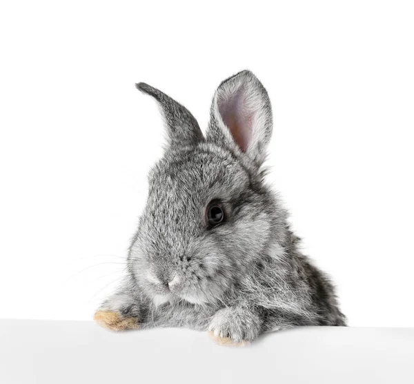 Lindo Conejo Esponjoso Con Cartel Blanco Sobre Fondo Blanco — Foto de Stock