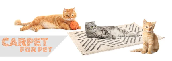 白色背景宠物用可爱的猫和柔软的地毯 — 图库照片