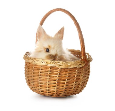 Beyaz arka planda sepetteki şirin tavşan.
