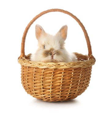 Beyaz arka planda sepetteki şirin tavşan.