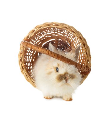 Beyaz arka planda sepetteki şirin tavşan.