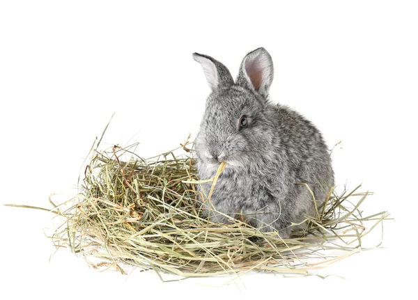Beyaz Arka Planda Samanı Olan Sevimli Tüylü Tavşan — Stok fotoğraf