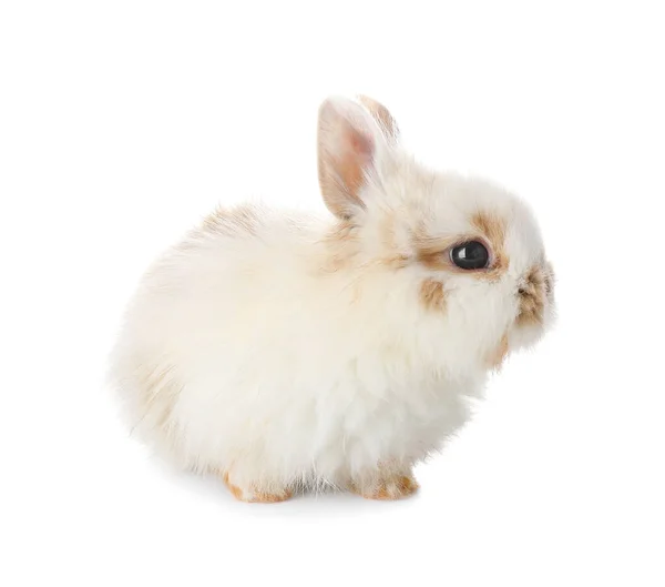 Милий Пухнастий Кролик Білому Тлі — стокове фото