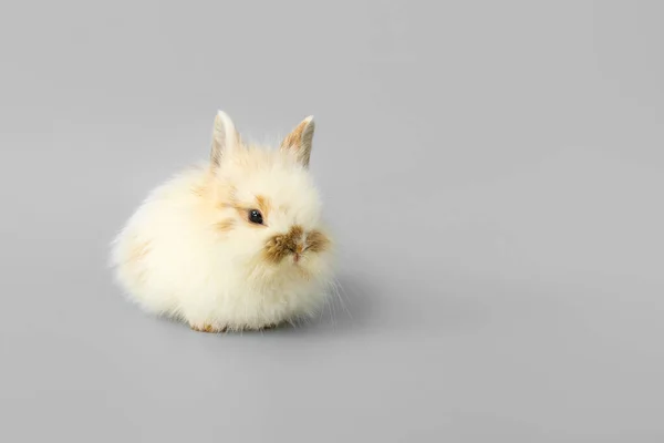 Cute Fluffy Rabbit Grey Background — Stock Photo, Image