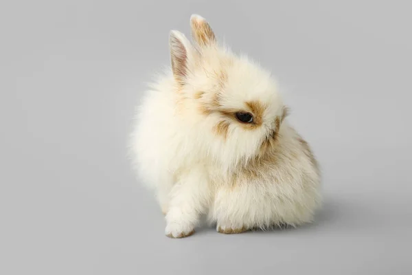 Cute Fluffy Rabbit Grey Background — Stock Photo, Image