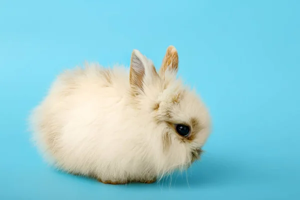 Cute Fluffy Rabbit Color Background — Stock Photo, Image