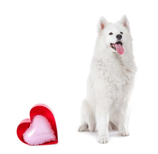 Lindo Perro Samoyedo Con Globo Sobre Fondo Blanco Celebración San —  Fotos de Stock