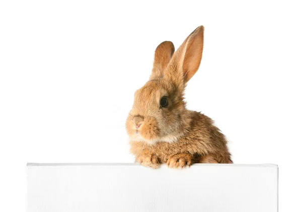 白い背景に白い旗のかわいいふわふわのウサギ — ストック写真