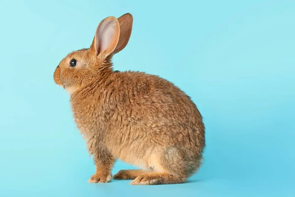 かわいいふわふわのウサギの背景色 — ストック写真