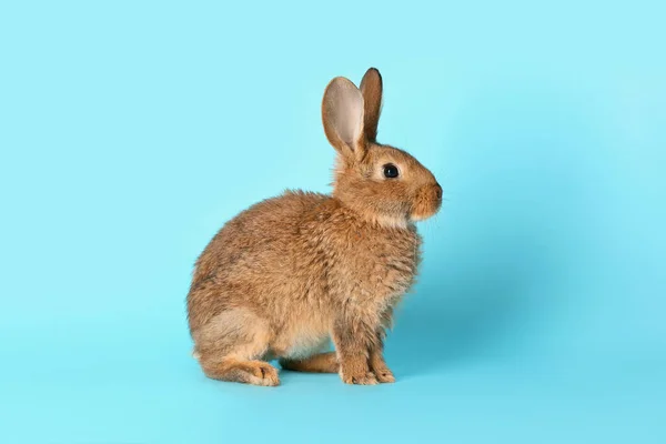 Cute Fluffy Rabbit Color Background — Stock Photo, Image