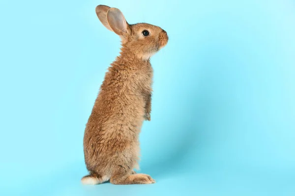 Cute Fluffy Rabbit Color Background — Stock Photo, Image