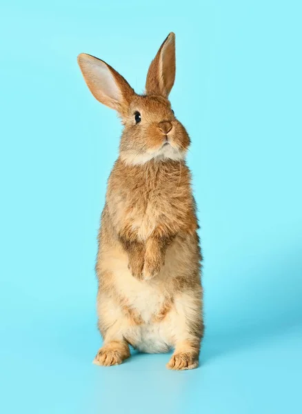 かわいいふわふわのウサギの背景色 — ストック写真