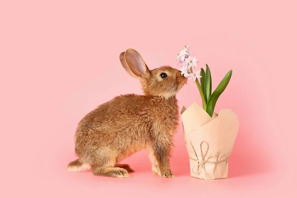 Милый Пушистый Кролик Весенним Растением Цветном Фоне — стоковое фото