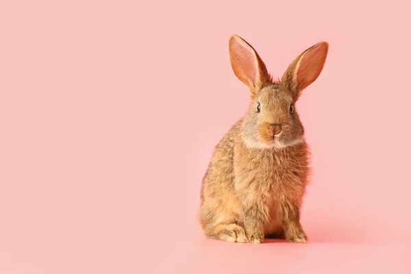 Cute Fluffy Rabbit Color Background — Stock Photo, Image