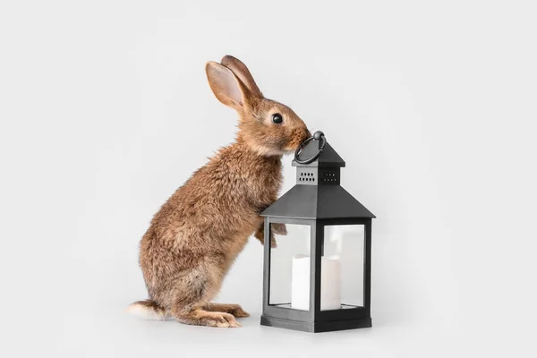 Cute Fluffy Rabbit Lantern Light Background — Stock Photo, Image