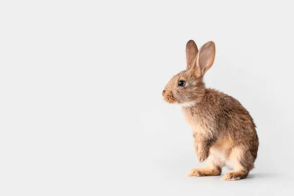 Söt Fluffig Kanin Ljus Bakgrund — Stockfoto