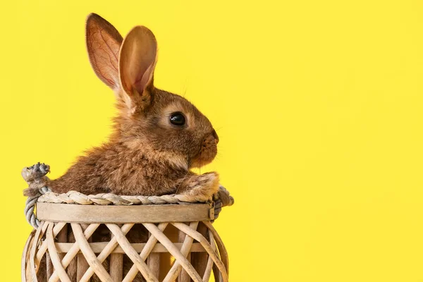 颜色背景的篮子里可爱的绒毛兔 — 图库照片