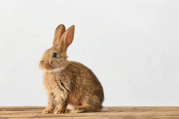 ライトを背景にした木のテーブルの上でかわいいふわふわのウサギ — ストック写真