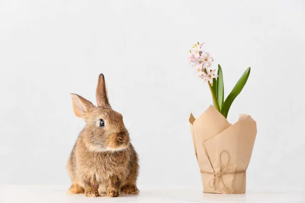 淡い背景に春の植物とかわいいふわふわのウサギ — ストック写真