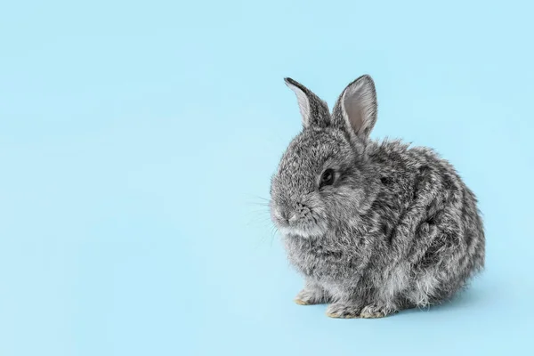 Cute Fluffy Rabbit Color Background — Stock Photo, Image