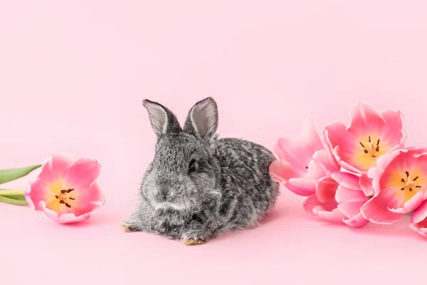 Cute Fluffy Rabbit Spring Flowers Color Background — Stock Photo, Image