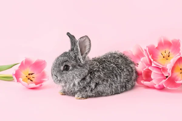 Милый Пушистый Кролик Весенними Цветами Цветном Фоне — стоковое фото