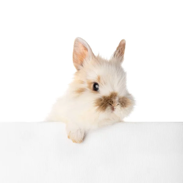 Coelho Fofo Bonito Com Cartaz Branco Fundo Branco — Fotografia de Stock