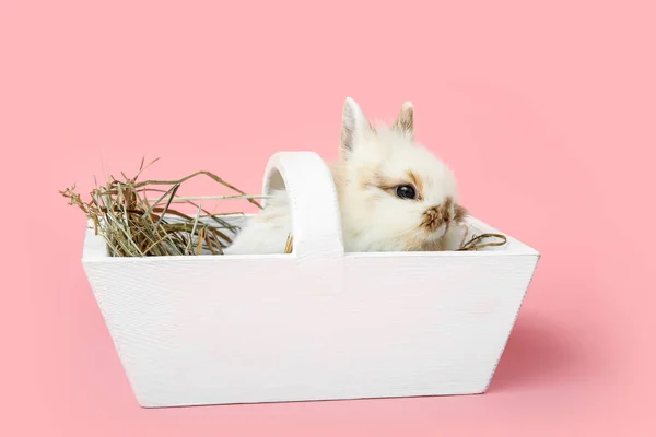 Cute Rabbit Basket Color Background — Stock Photo, Image