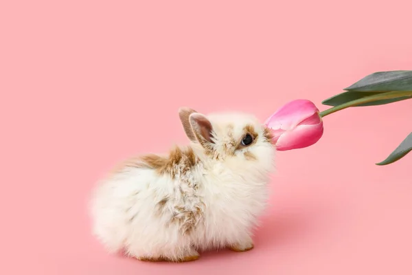 Милый Кролик Красивый Тюльпан Цветном Фоне — стоковое фото