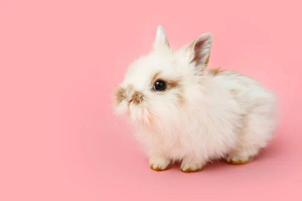 Cute Fluffy Rabbit Color Background — Stock Photo, Image